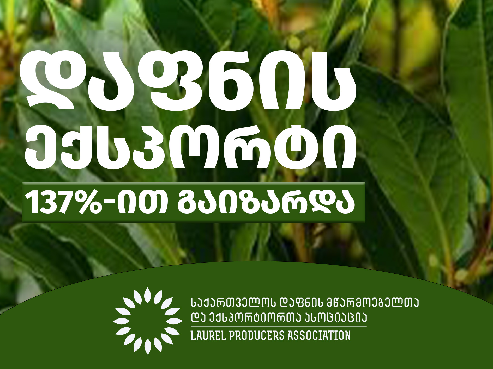 ქართული დაფნის ექსპორტი 137 % – ით გაიზარდა