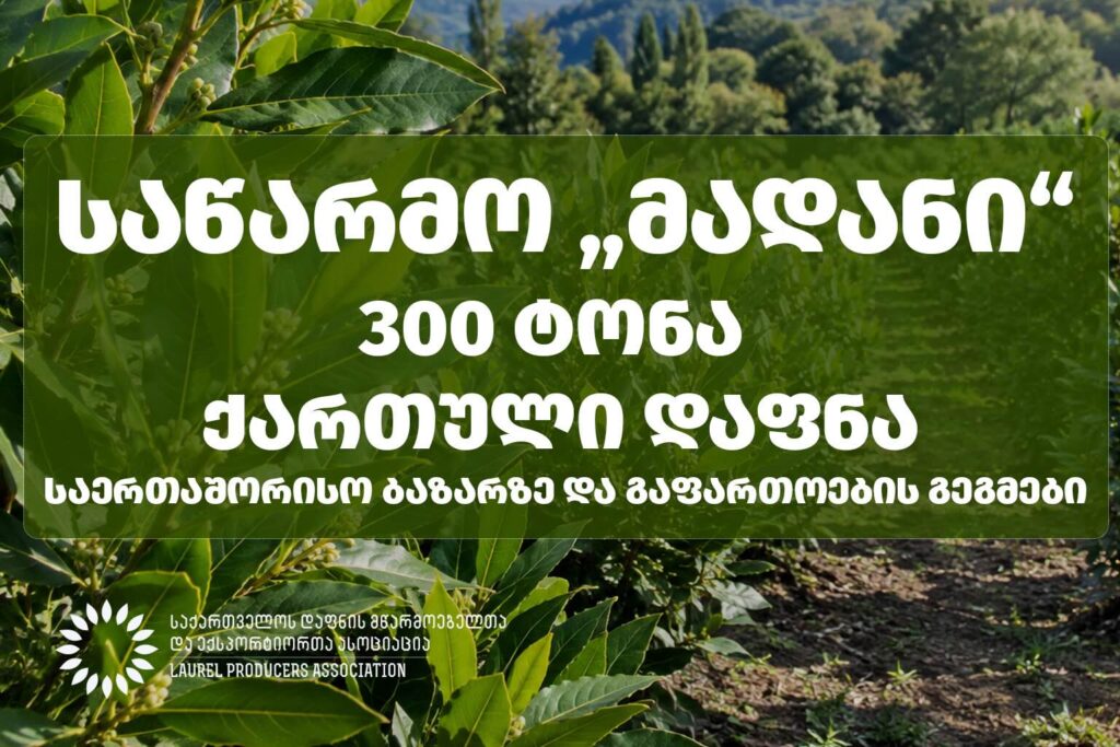 საწარმო „მადანი“  300 ტონა ქართული დაფნა საერთაშორისო ბაზარზე და გაფართოების გეგმები